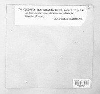 Cladonia cervicornis image